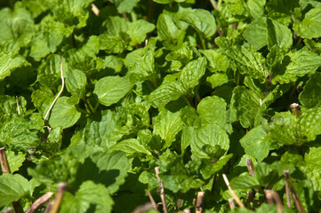 Sydney Australia, Mentha X piperita vulgaris or peppermint is a hybrid mint, a cross between watermint and spearmint