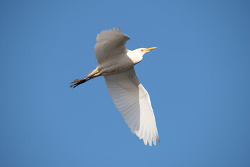 Cattle egret Bubulcus ibis in Spain