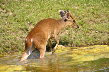 Kangaroo in his outdoor enclosure