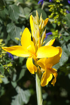 Sydney Australia,  bright yellow flower stem of a canna lily