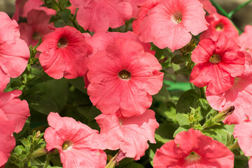 Colorful and bright blooming Petunia flowers (Petunia hybrida). Flowers for hanging planters. Garden flowers. Gardening. Beautiful flowers in summer. Floriculture