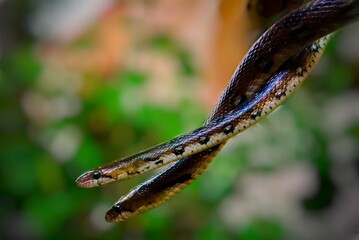 Snake , #animalplanet #snakeworld #beauty #nature.Two snake male & female are making love to each other. Enjoying beautiful moment of greatful nature .