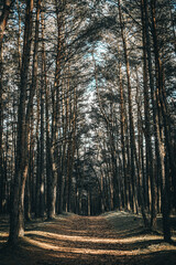 Forest path sunlight scene. Deep forest trail view. Forest trail landscape. Forest trail sunlight view.