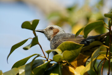 Brown-eared Bulbul Sitting on the Camellia Tree