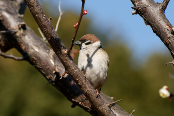 Sparrow Sitting on the Japanese Apricot tree