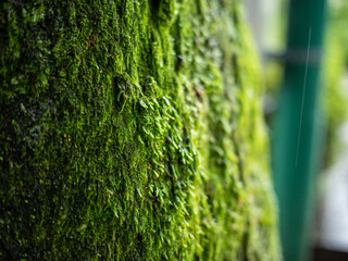 木の幹に生えた苔