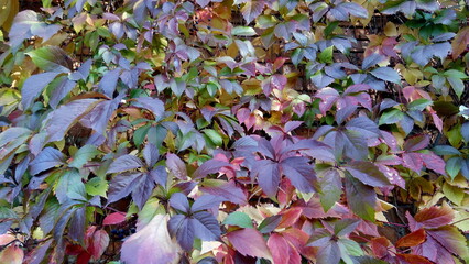 autumn leaves background