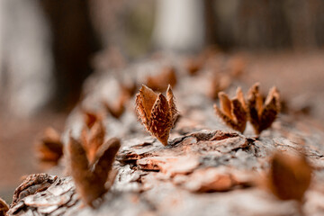 autumn leaves in the forest