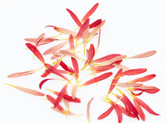 Obraz na płótnie Canvas red narrow long petals of a flower on a white background