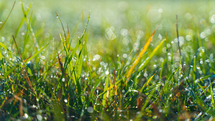 Green grass with dew drops in the morning at sunrise