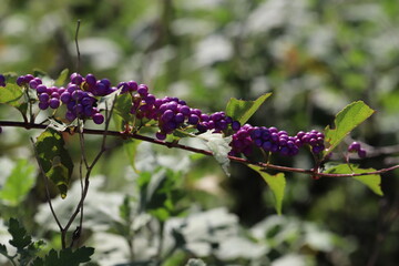秋の日本の公園に実るムラサキシキブの果実