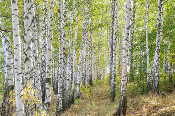Beautiful birch trees in autumn in the forest