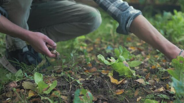 Hands of young man harvesting organic turnips various sizes. MEDIUM CLOSE UP SIDE VIEW