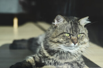 A cat lying on wooden floor at living room in the morning.