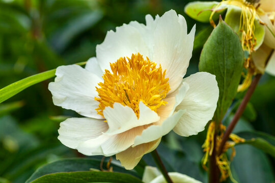 Peony 'Claire de Lune' (paeonia) a springtime white yellow flower which is a spring herbaceous perennial plant stock photo image