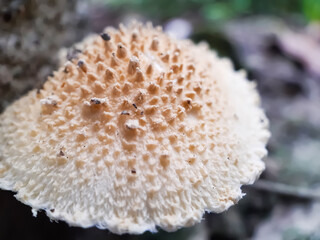 A picture of artificial mushroom cultivation.