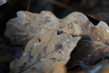 The texture of fallen oak leaves close up