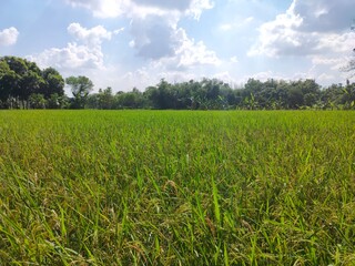 Fototapeta na wymiar Indian Green Paddy Field to produce Rice Crops