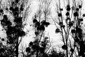 Strange near river trees with small round crowns in black and white