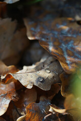 The texture of fallen oak leaves close up