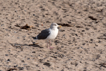 Seagull on the baltic sea coast in Germany