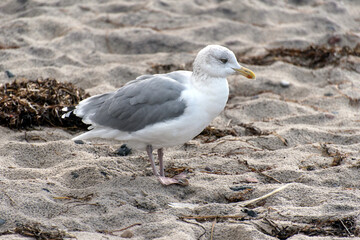 Seagull on the baltic sea coast in Germany