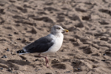 Seagull on the baltic sea coast in Germany