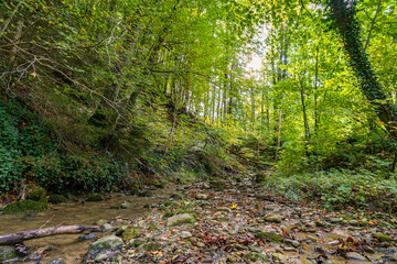 beautiful autumn hike in the colorful forest near wilhelmsdorf