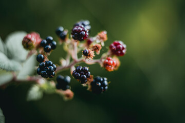 Mûres noires sur un mûrier sauvage dans le jardin