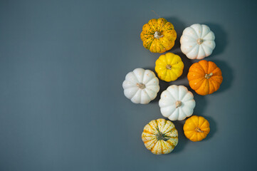 Colorful Pumpkins, Fall and Autumn Theme, Harvest, Halloween, Thanksgivings