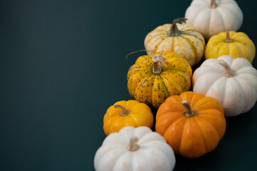 Colorful Pumpkins, Fall and Autumn Theme, Harvest, Halloween, Thanksgivings