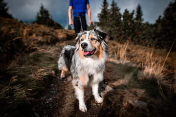 Australian shepherd