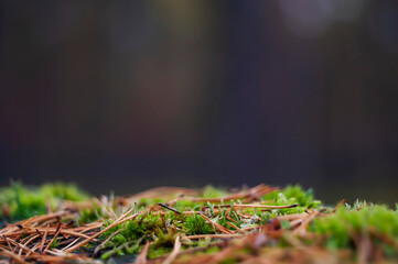 An Empty Soil Surface of a Forest with Moss and Pine Needles in the Foreground and a Dark Blurred Background with Copy-Space to Showcase Your Products.