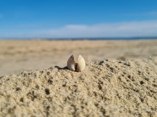 podwójna muszla na plaży na tle piasku, morza i nieba w słoneczny dzień