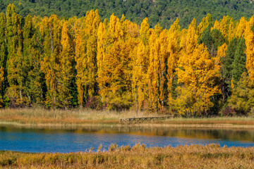 Autumn colors, wooden viewpoint over the lake with herons