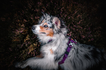 Obraz premium Australian shepherd
