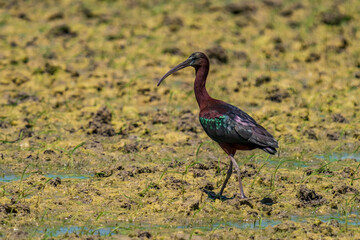 Glossy ibis walking over the mud with text space