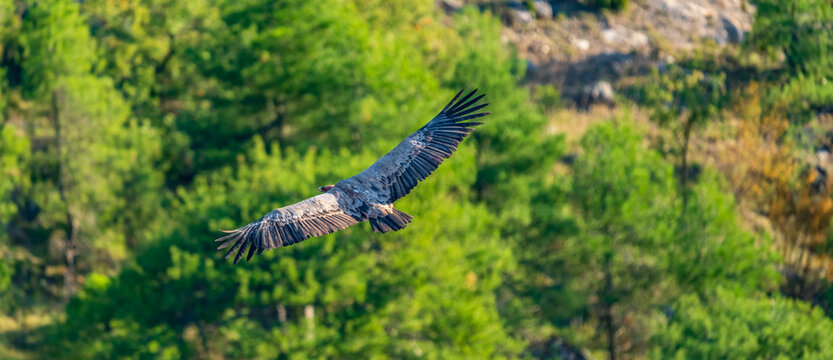 Top view of isolated vulture flying over the forest