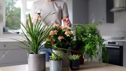 Close Up Of Woman Caring For And Watering House Plants With Spray