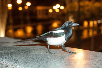 Magpie close up view. Bird is posing over the granite stone railings.