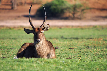 Waterbuck, Chobe National Park, Botswana