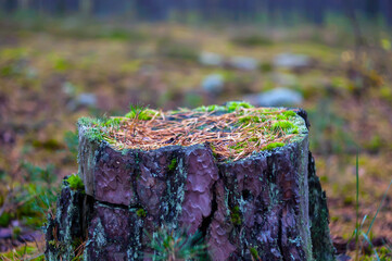 Old Pine Stump in Green Lichen.