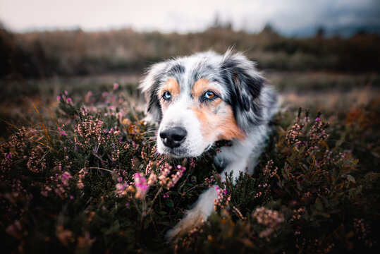 Australian shepherd