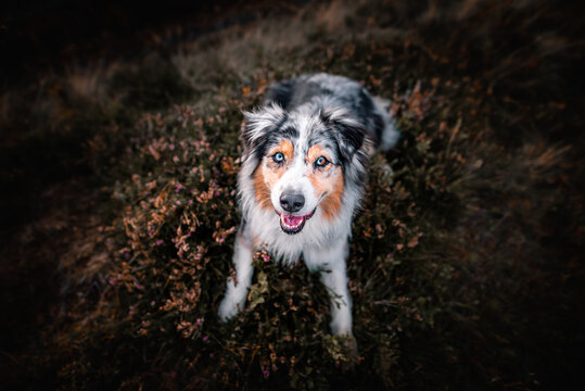 Australian shepherd
