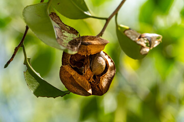 Seeds of camellia - Camellia japonica - in Japan.