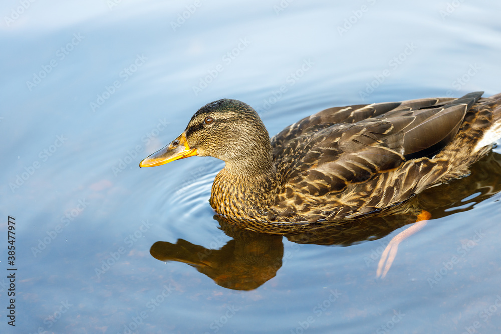 Sticker wild duck in nature close up