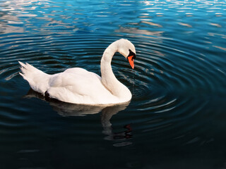 white swan swims in the water close up