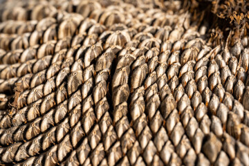 flower is over and become sunflower seeds