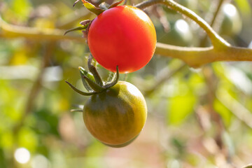 Ripe red cherry tomato and another green hanging on the vine of a tomato tree in the garden, under the sunlight
