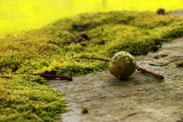 Conker sat on wall